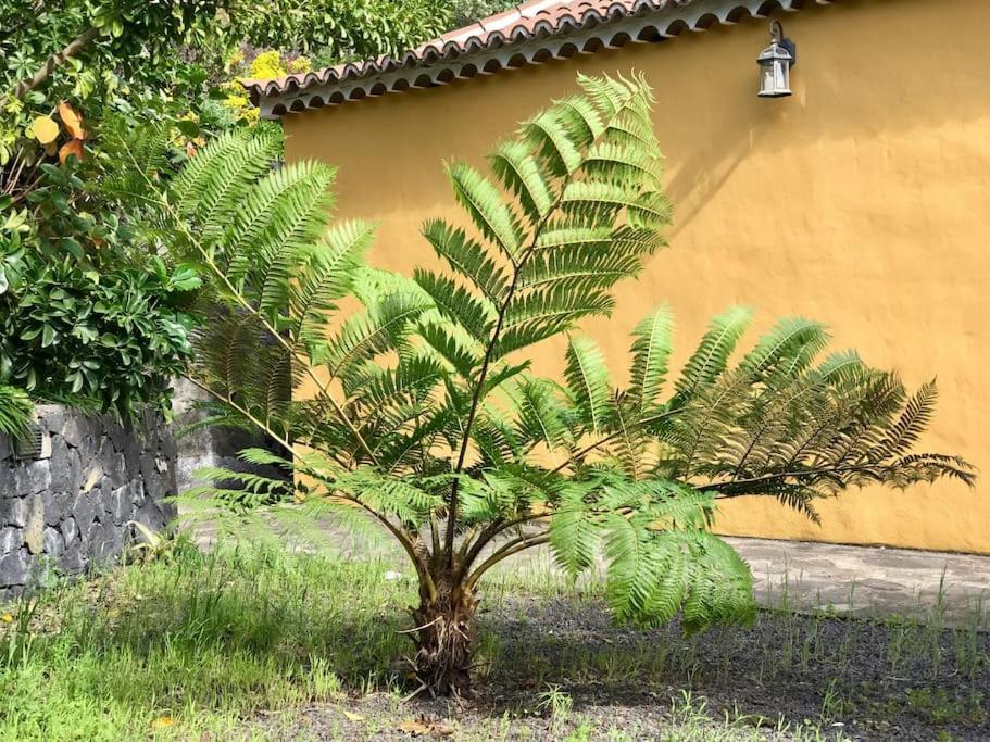 Rustic House La Montana Villa Breña Baja Екстериор снимка